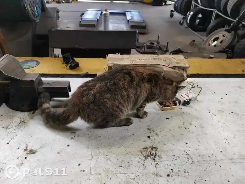 Chat femelle tigrée trouvée à Roubaix - photo