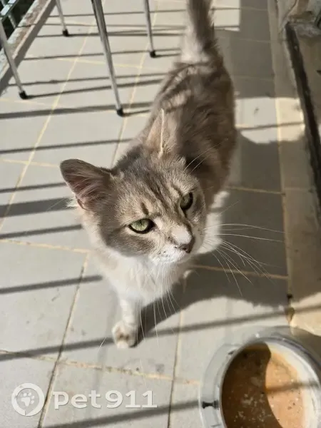 Chat mâle affamé trouvé à Rosans - photo
