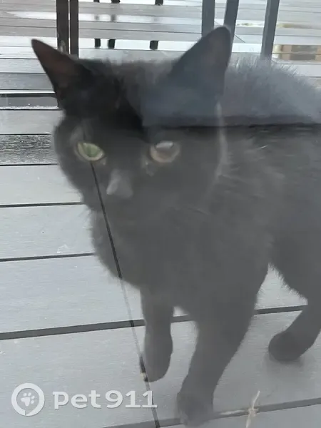 Chat noir blessé trouvé à Rumegies - photo