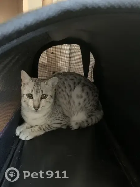 Chatte Mau Egyptian enceinte disparue à Vincennes - photo