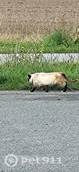 Siamois à poil long trouvé, chemin Viglière - photo