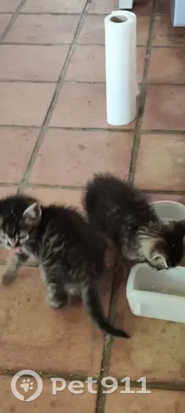 Deux chatons tigrés trouvés à Hermeray - photo