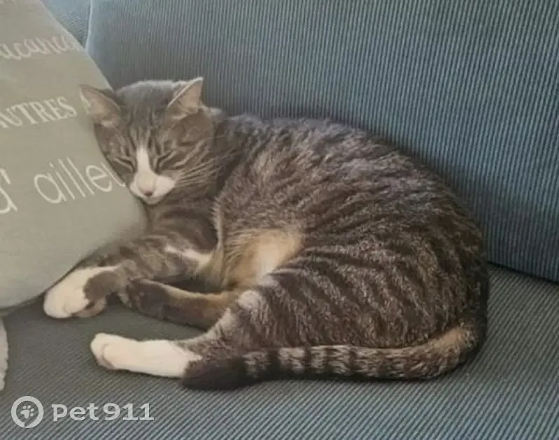 Chat mâle tigré disparu à St-Lumine-de-Coutais - photo