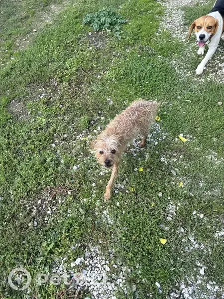 Chien retrouvé affamé et peureux à Frayssinet - photo