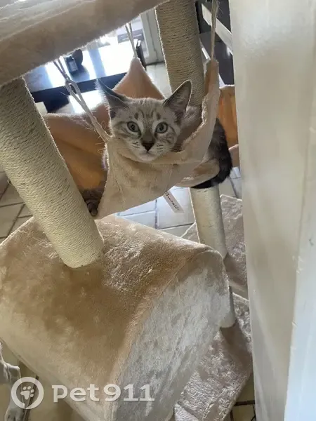 Chaton perdu quartier la Croisette, Béziers - photo