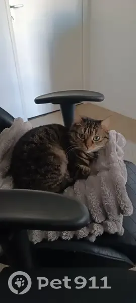 Petite chatte tigrée perdue à Le Sel-de-Bretagne - photo
