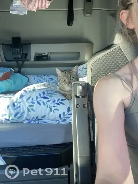 Chat perdu : femelle grise, 6 mois, Achères Ouest - photo