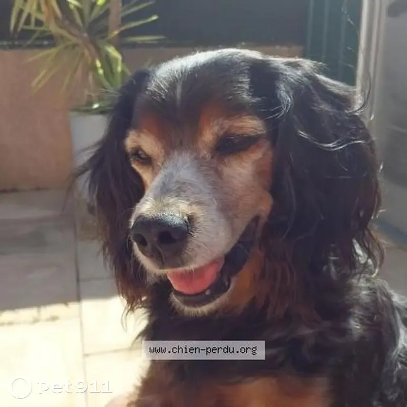 Chien perdu: Epagneul breton femelle âgée - photo