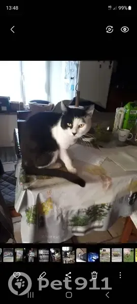 Chat mâle noir et blanc disparu à Belverne - photo