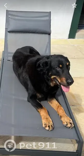 Chien Beauceron noir et feu perdu à Sare - photo