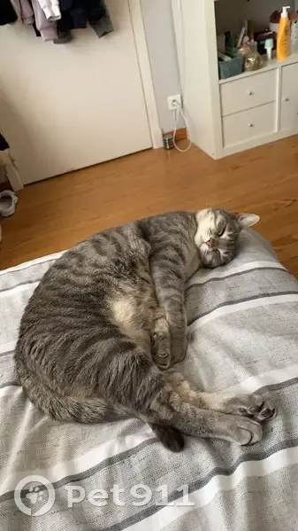 Chatte grise tigrée disparue à Toulouse - photo