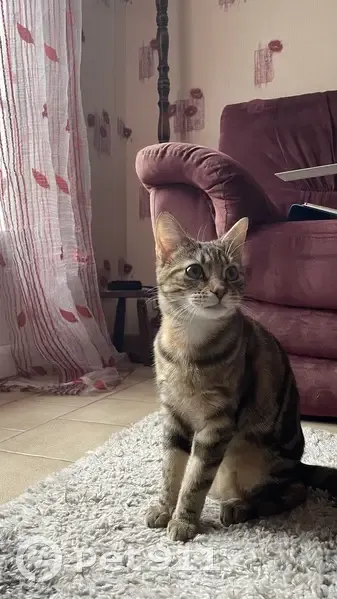 Chatte tigrée perdue le 1er octobre à Morancez - photo
