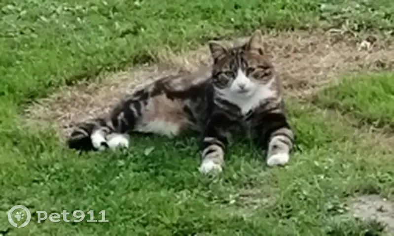 Chat mâle castré disparu à Laventie - photo