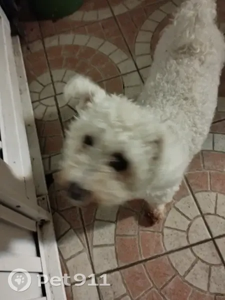 Bichon maltais trouvé à Douai, rue Guynemer - photo