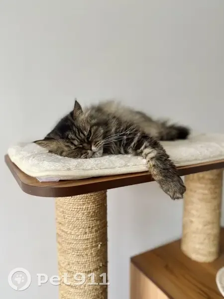Chatte disparue mi-long poils, Échillais - photo