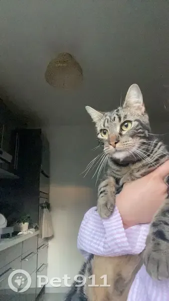 Chat tigré 2 ans perdu à Plaisir - photo