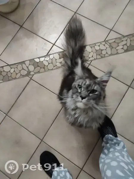 Maine Coon mâle trouvé à Taverny - photo