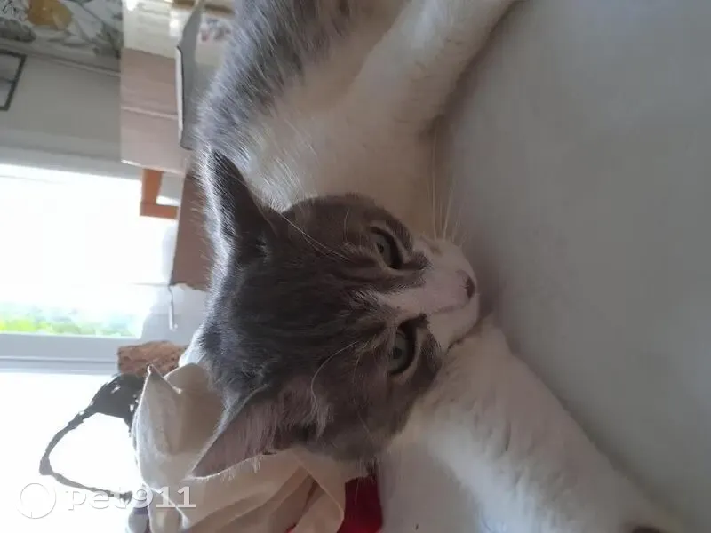 Chat européen tigré gris/blanc disparu - photo