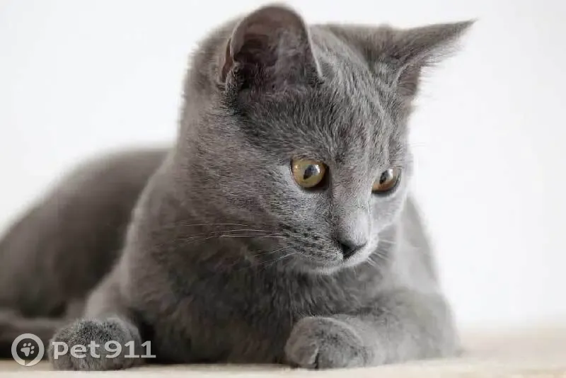 Chat gris perdu à Hœnheim, mâle castré - photo