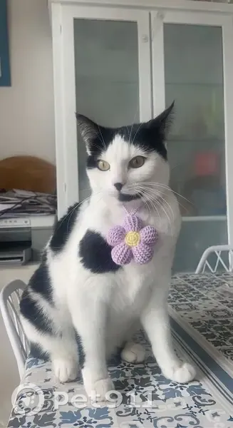 Chatte Romy disparue à Sevran - photo