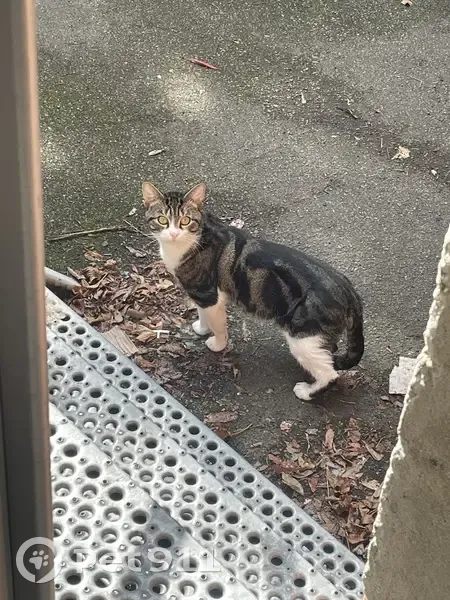 Chat tigré apeuré trouvé à Lille - photo