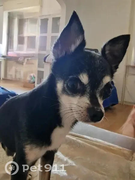 Chihuahua perdu à Strasbourg - photo