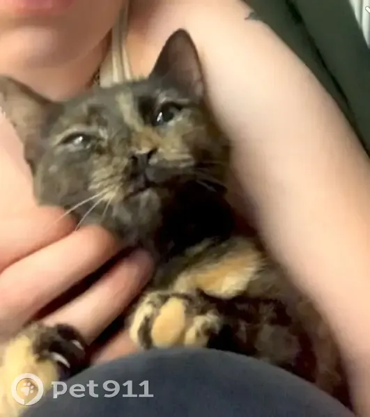 Chatte écaille disparue à Louviers - photo