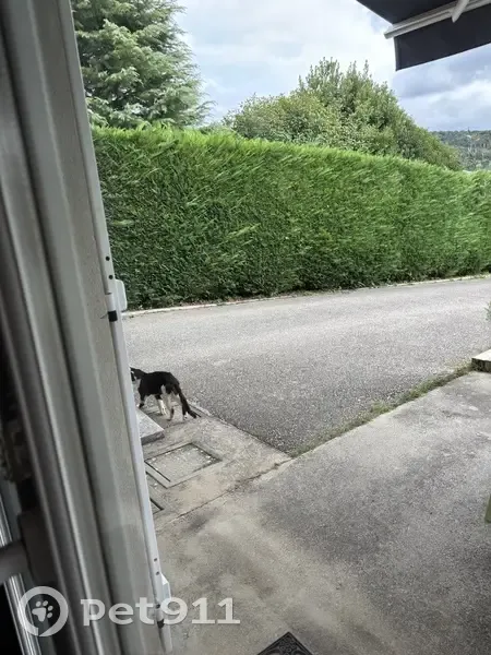 Chat blessé vu Impasse des Thuyas - photo