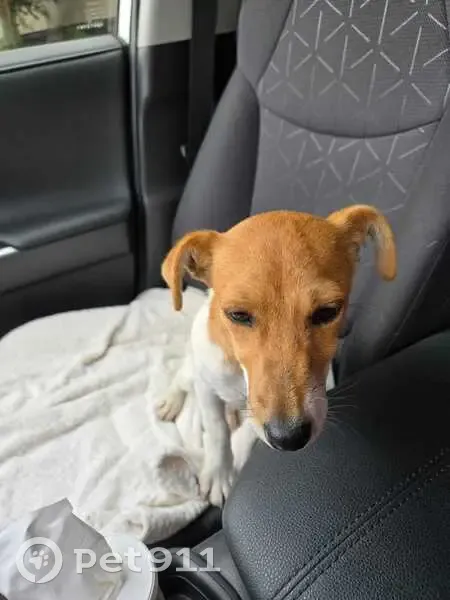 Jeune chienne trouvée à Ormes - photo