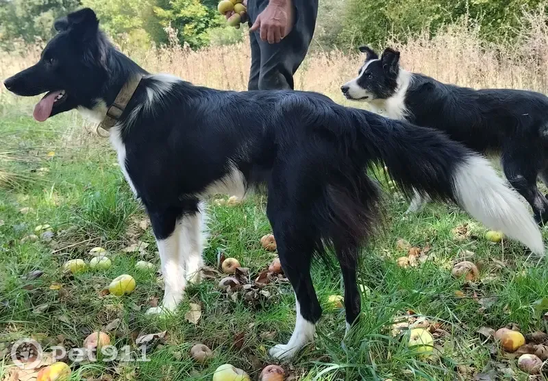 Chien perdu à Abzac, vu à Lafy, Brillac - photo