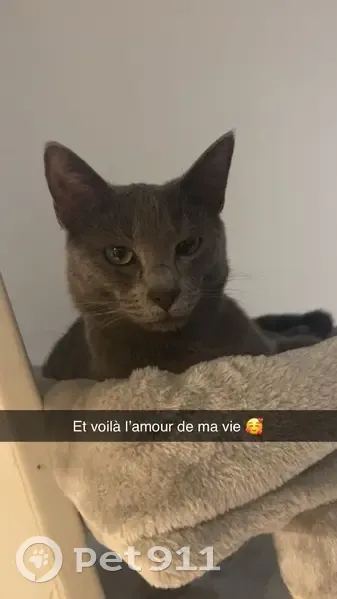 Chat perdu, sociable, répond à 