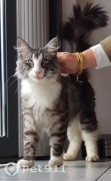 Chat norvégien gris-blanc trouvé à Douvaine - photo