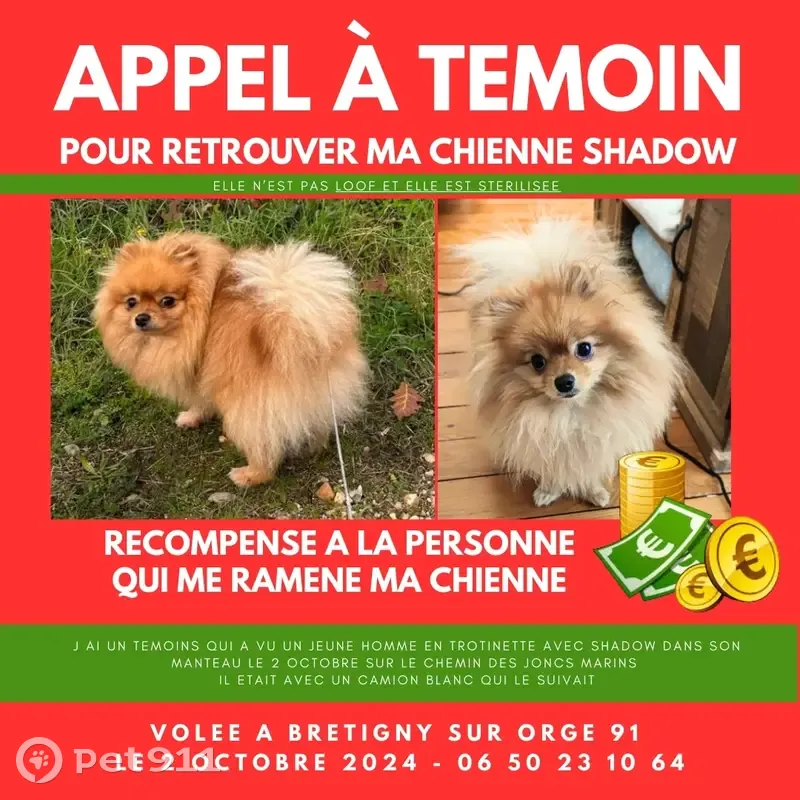 Vol de chien à Brétigny-sur-Orge - photo 3