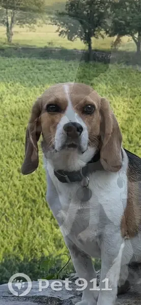 Beagle perdue à Marseille, collier vert - photo