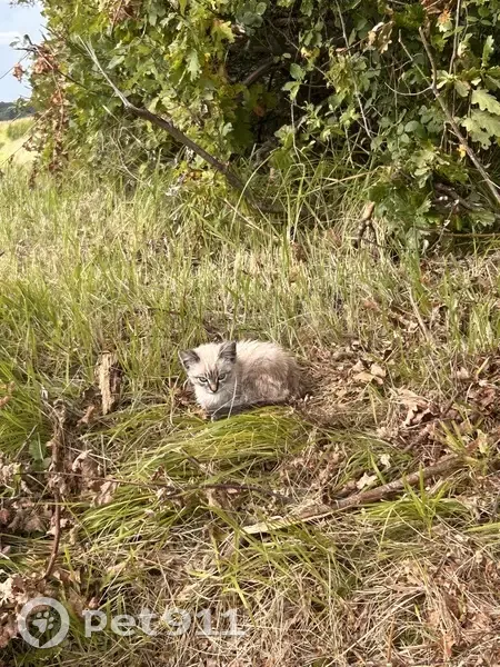 Chatons trouvés sans mère près d'un bois - photo