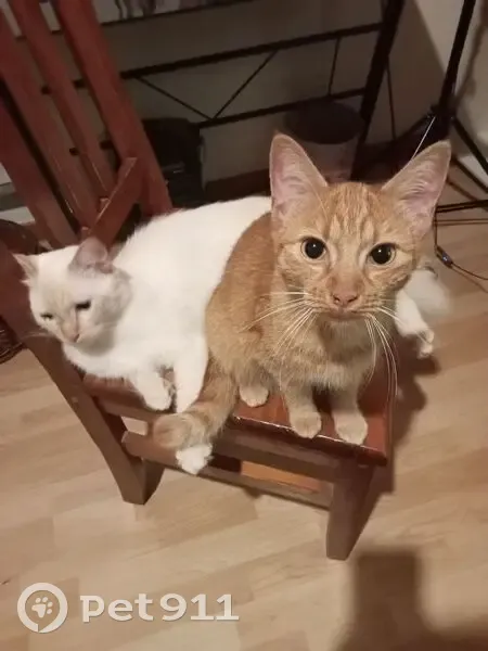 Chats roux et blancs trouvés à Lédat - photo