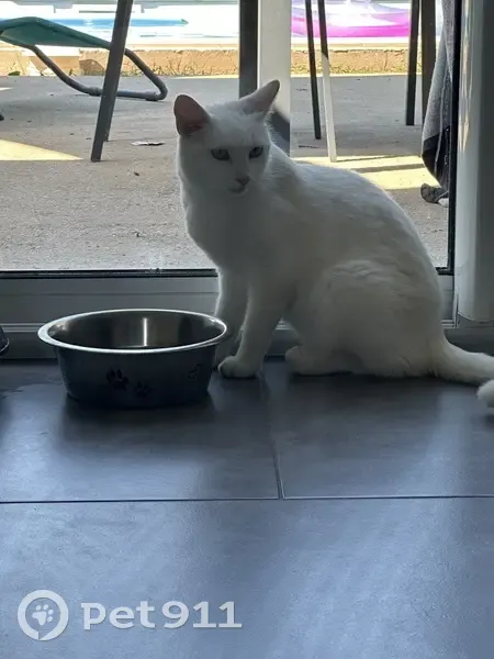 Chat perdu : Nina, 8 ans, Mézériat - photo