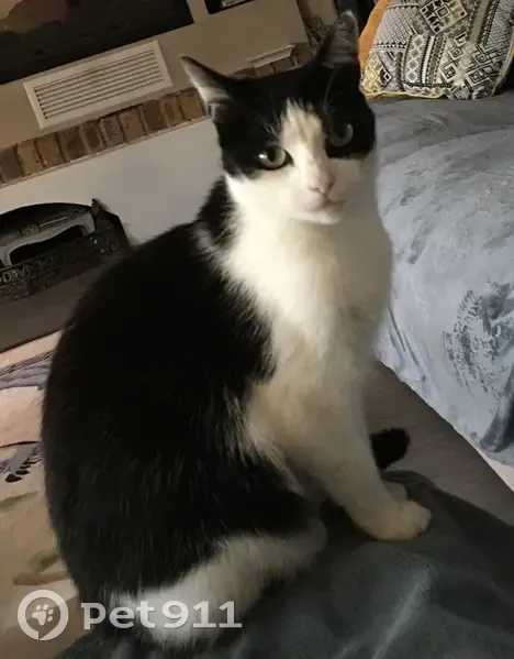 Chat disparue, noire/blanche, Loire-Authion - photo