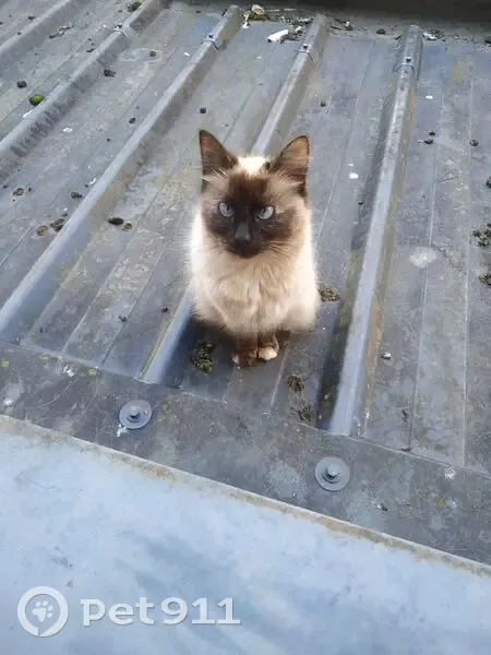 Chat trouvé rue Catherine de Lice, Amiens - photo