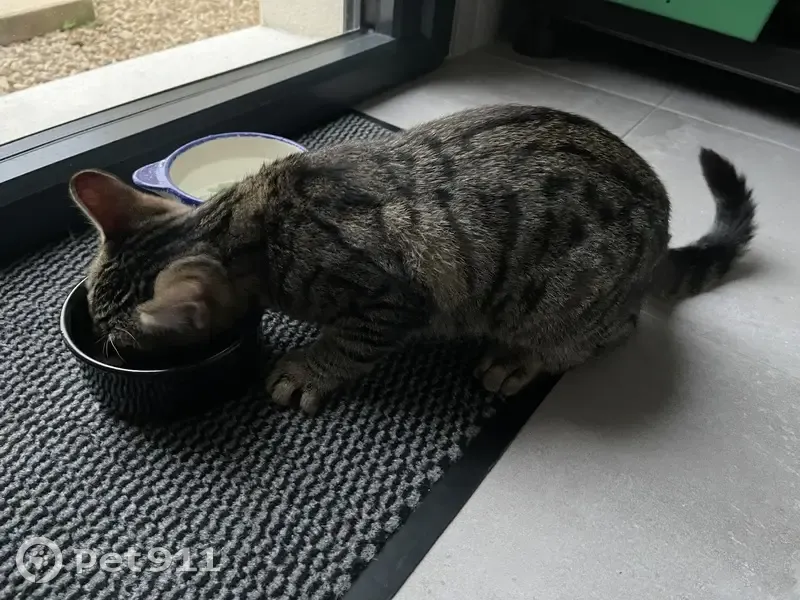 Chaton tigré trouvé à Saint-Georges - photo