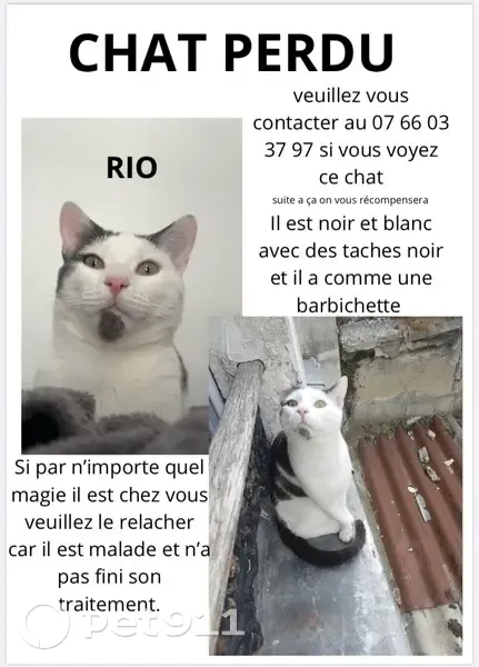 Chat perdu le 2 sept. Rue Victor Hugo, Pantin - photo