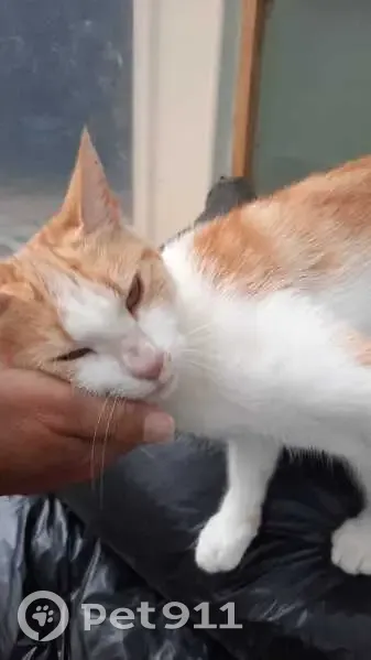 Chat trouvé : docile et affectueux, 68 Essarts - photo