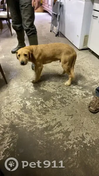 Chien trouvé à Gelles, Grand Rue 38 - photo