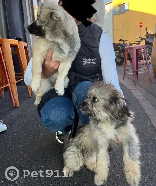 Deux chiens trouvés à Rezé, direction SPA - photo