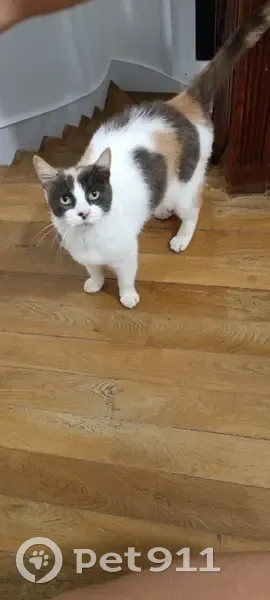 Chatte isabelle trouvée à Allassac - photo