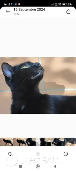 Chatte noire trouvée à Nice, non identifiée - photo