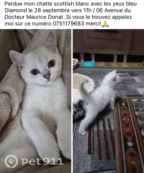 Chaton blanc perdu à Cagnes-sur-Mer - photo