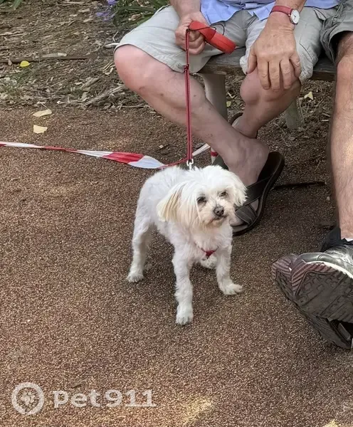 Bichon maltais 15 ans perdu à Port-Saint-Père - photo