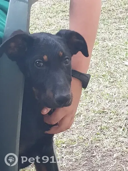 Beauceron 6 mois perdu à Sénas, répond VOX - photo