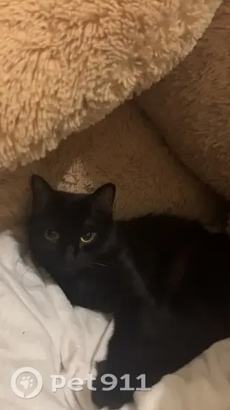 Petite chatte noire perdue à Marmande - photo